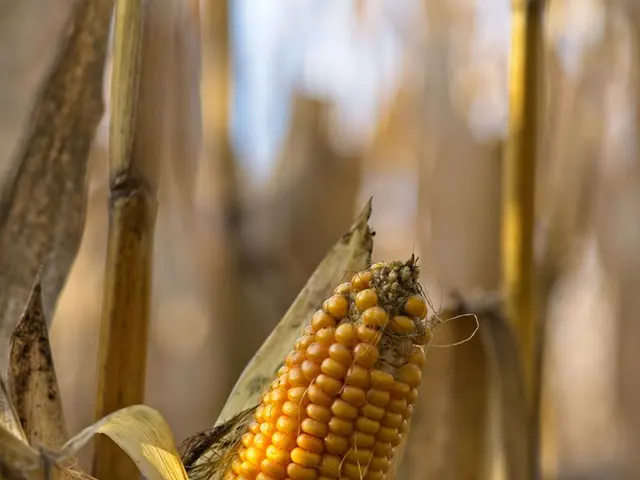Cultivo de maíz con mazorcas maduras