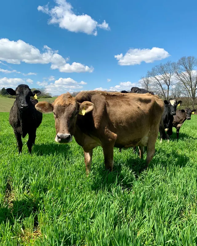 Vacas pastando en un campo verde