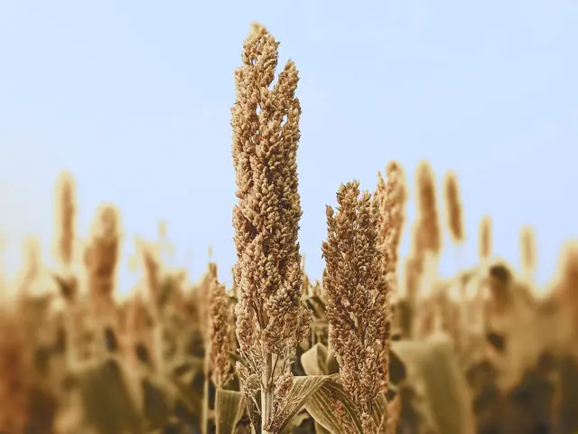 Panojas de sorgo granífero en el campo