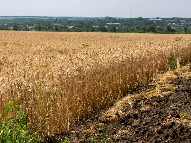 Campo de trigo listo para la cosecha