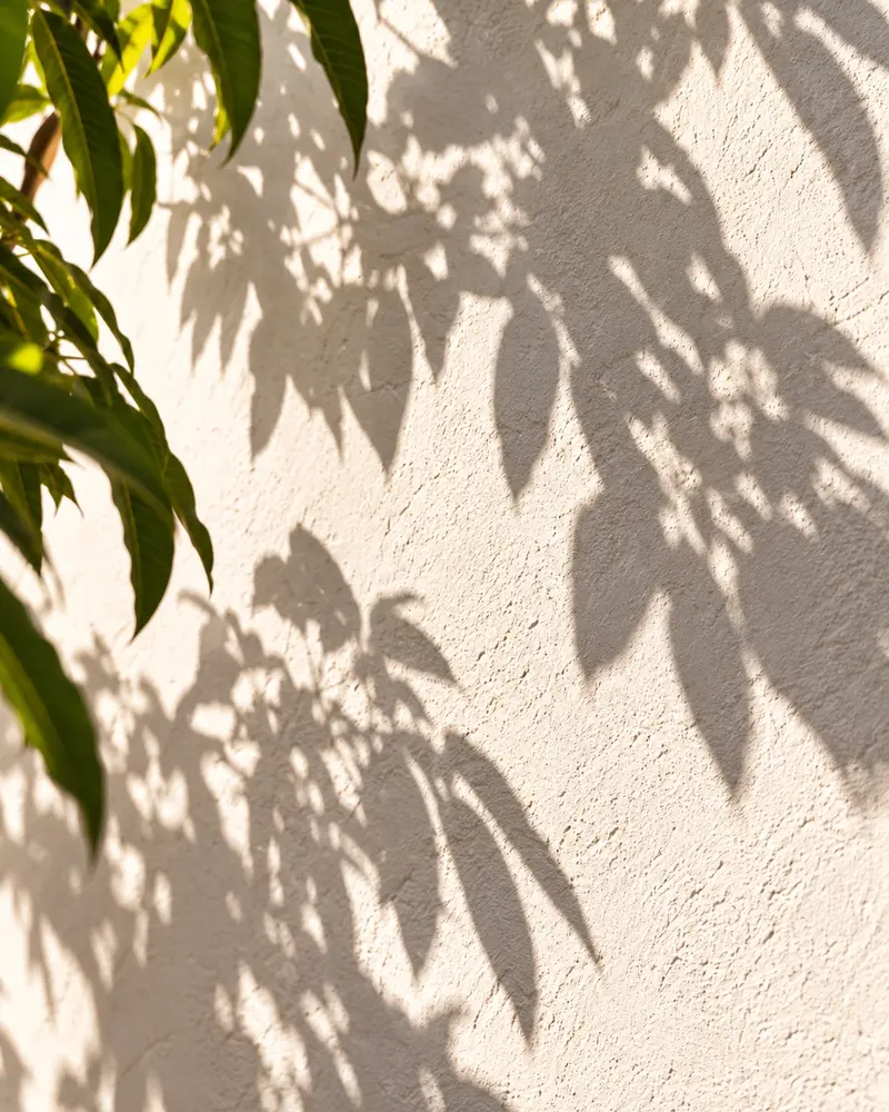 Pared blanca a la cal con la sombra de las hojas de un árbol