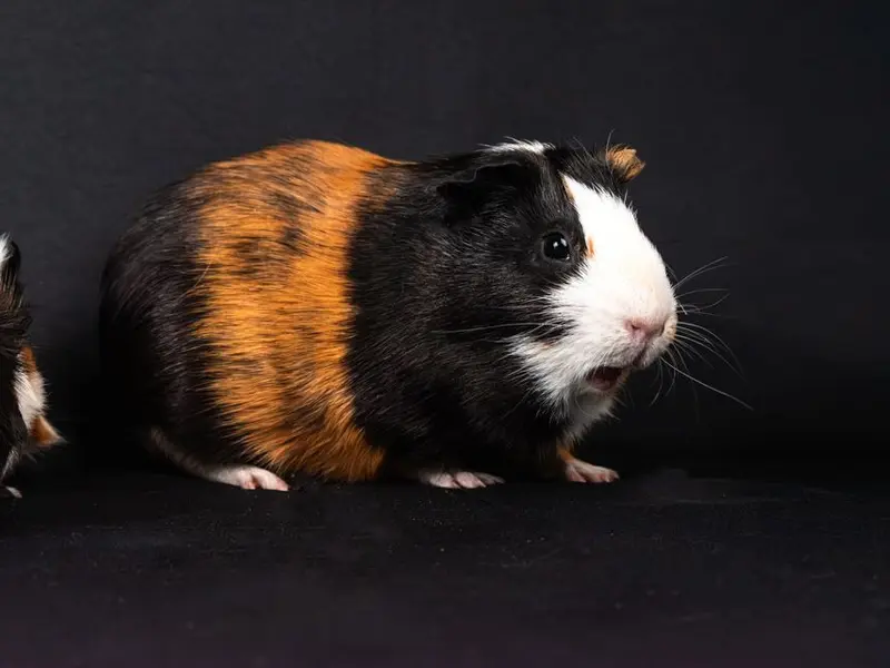 Cobayo de pelo tricolor