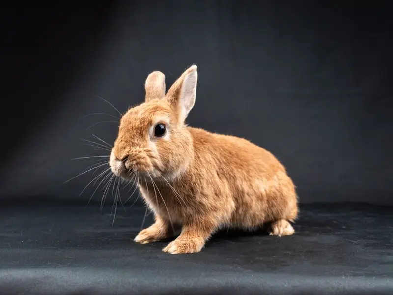Conejo de pelo canela sobre fondo oscuro