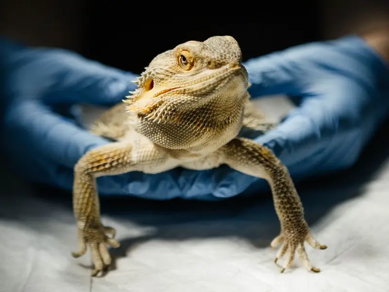 Dragón barbudo sostenido con guantes de veterinario