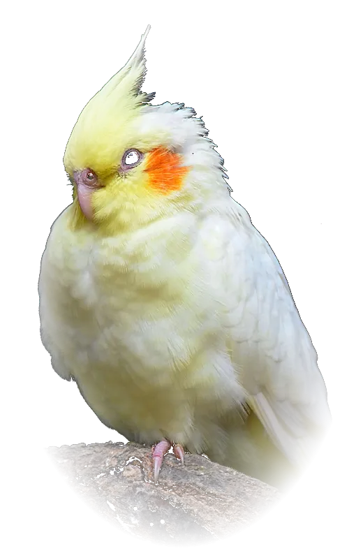 Calopsita amarilla y blanca posada en una rama