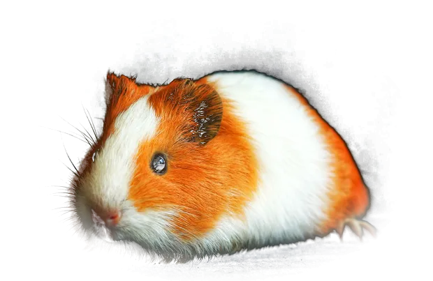 Cobayo naranja y blanco