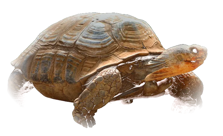 Tortuga de tierra caminando