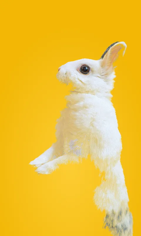 Conejo blanco parado en dos patas
