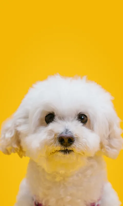 Caniche blanco de pelo rizado mirando a la cámara